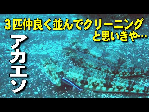 【 アカエソ 】行列を飛ばされてキレる魚　Synodus ulae