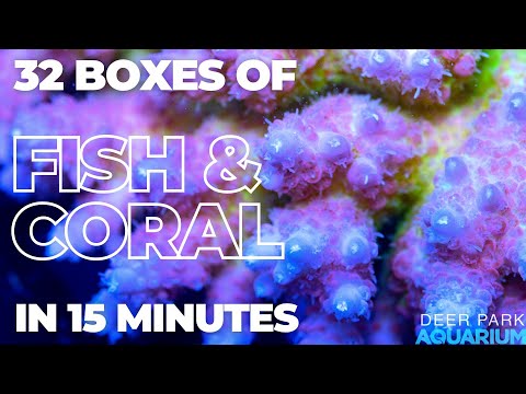 32 Boxes of Fish & Coral!