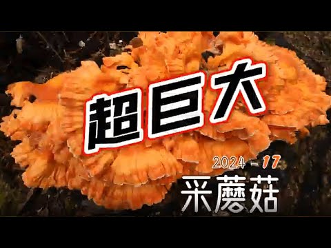 哈巴村大丰收，绣球菌，鸡油菌，鸡冠菌。采蘑菇