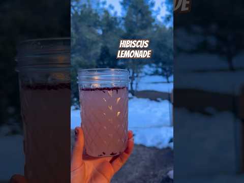 Today on the Homestead: Refreshing Hibiscus Lemonade | A Unique Twist on a Classic Favorite #shorts