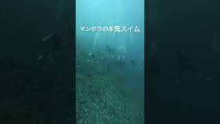 マンボウの本気スイム #バリ島ダイビング