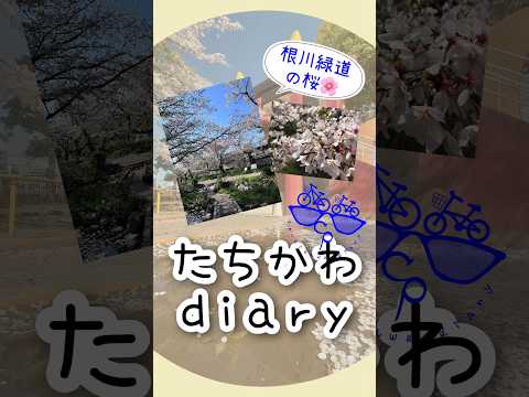 たちかわdiary#02　根川緑道の桜