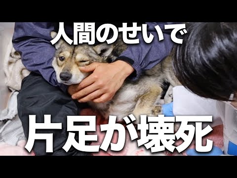 【エゴ】人間のせいで脚を切断しかけた保護犬がようやくリハビリを始めたら...