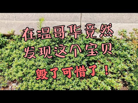 没有围墙的市政府 市民可随意进入旁听政府会议  国内一个县政府都有大院    当家做主的你可以随意进入吗？