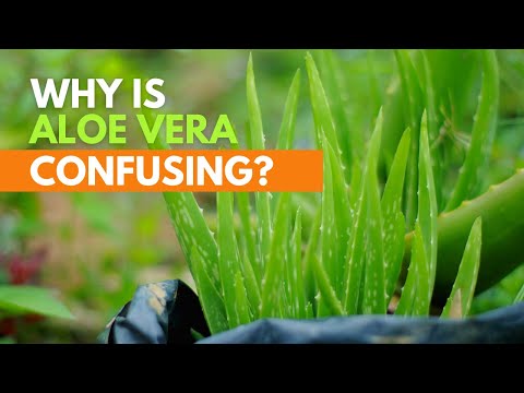 Why is Aloe vera confusing?