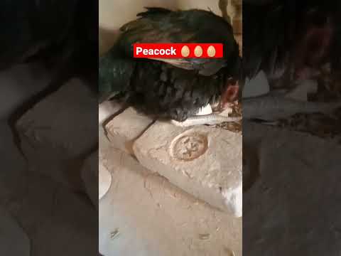 peacock egg🥚  hatching in the hen #kabootar #beautiful #sadstatus #pigeonstatus #lovestatus #love