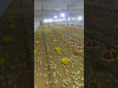 poultry farm #poultryfarmbusinessplan  #murgifarm #henfarm #kombdichashed #مرغی