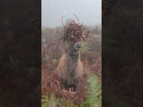 Camouflage for Deer