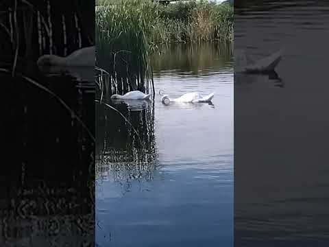 白鳥、朝の食事をする？　VID 2023-07-20 065550411