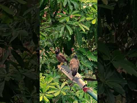 Beautiful view 😍birds #beautiful #trending #oldisgold #oldsong #birds #shorts