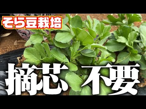 【摘芯しなくても問題ナシ？】今年のそら豆栽培は摘芯なしで行きます！【アブラムシは大丈夫？】