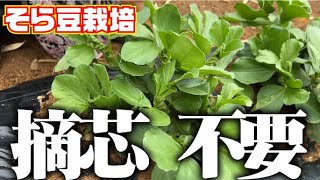 【摘芯しなくても問題ナシ？】今年のそら豆栽培は摘芯なしで行きます！【アブラムシは大丈夫？】