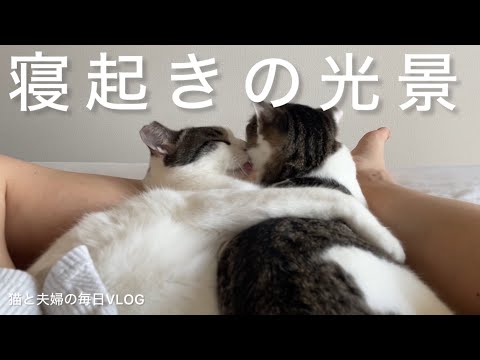 猫と夫婦の毎日VLOG#432 朝起きたら猫まみれになってた