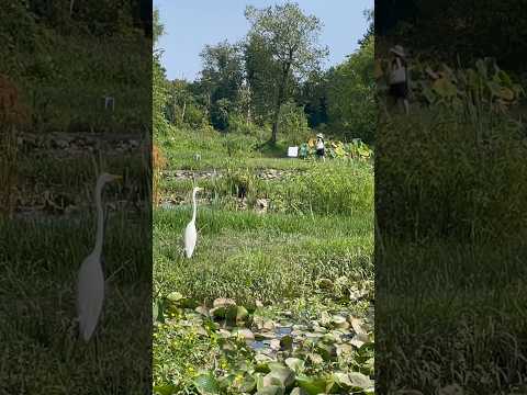 Humans and birds coexist harmoniously | Horizons_視野 | Great Egret | Heron | wildlife