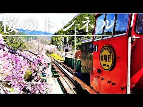 【京都嵐山トロッコ列車】嵯峨野観光鉄道で桜の絶景を楽しむ！