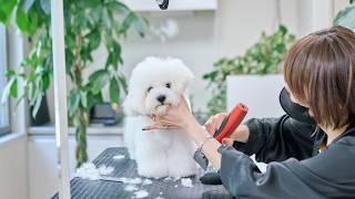 もさもさビションフリーゼの子犬、初めてのトリミング【ASMR】