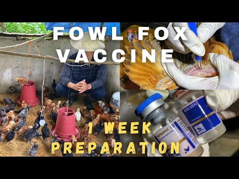 Fowl Fox Vaccine for Chickens (Anti Bulotong)