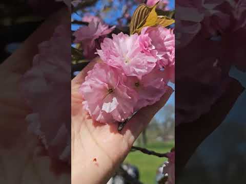 Cherry blossom 🌸 #spring #cherryblossom #beautiful #shorts #ohio