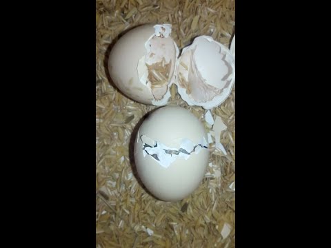 Chicks Hatching Video #Shorts #Egg #Chicken