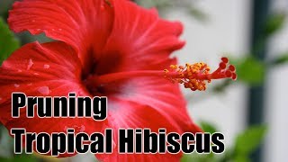 How to Prune and Maintain Tropical Hibiscus