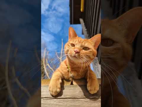 猫ひなたぼっこ,日向ぼっこする猫,ウッドデッキで日向ぼっこする猫,Cat basking in the sun,茶トラ男子猫,山中湖村の森に移住,地方移住,森猫,no97