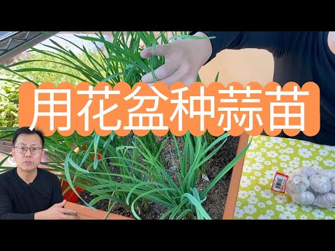 用花盆种蒜苗，土培蒜苗的优点有哪些？看看我的懒人种法！