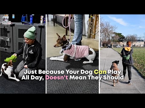 DogVlog 179: Just Because Your Dog Can Play All Day, Doesn't Mean They Should!