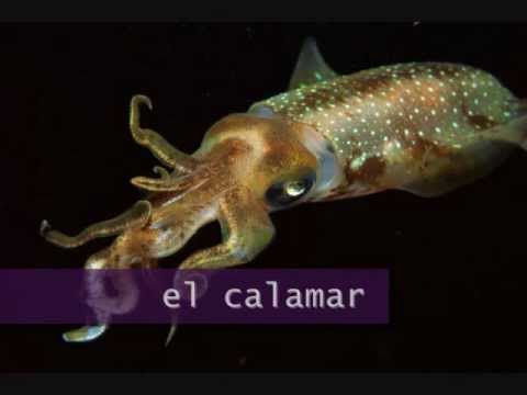 Vocabulario español: el pescado