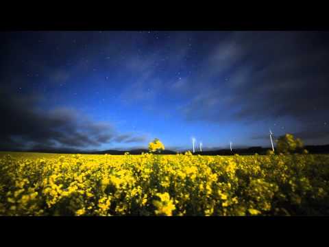 Time Lapse #059 菜の花畑 Stardust from the field of rapeseed