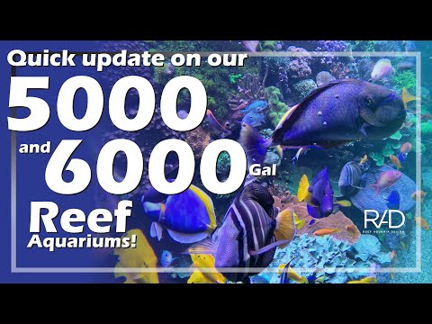 OUR LATEST VISIT TO THE 6000 GALLON IN ATLANTA  & THE 5000 GALLON IN FORT LAUDERDALE REEF AQUARIUMS.