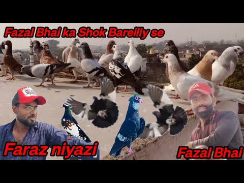 Fazal bhai ka shok Bareilly se urban pigeon urban kabutar