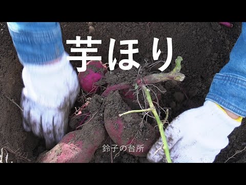 【芋掘り】サツマ芋収穫から大学芋作り