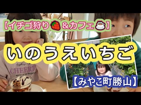 【イチゴ狩り🍓＆カフェ☕】いのうえいちご【みやこ町勝山】