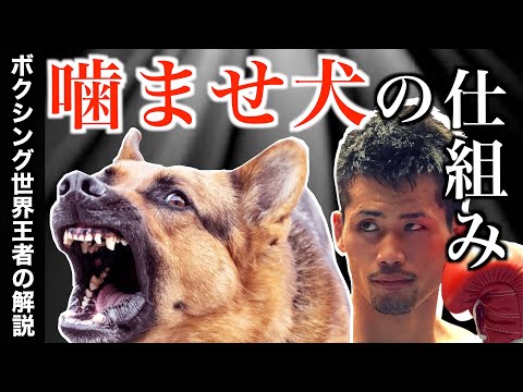 【タブー】ボクシング界の「かませ犬」の仕組みを世界王者が徹底解説！かませ犬と闘い、そしてかませ犬として挑んだこともある江藤光喜のぶっちゃけ話です！