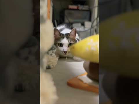 猫の日なので愛猫「六」の猫らしいアクション集をどうぞ