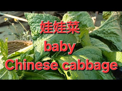 娃娃菜 baby Chinese cabbage