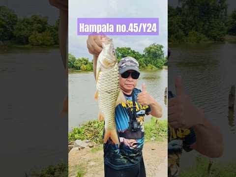 Hampala barb no.45/Y24 ปลากระสูบตัวที่ 45 ปี 67 ได้จากการล้วงหน้าท่อ