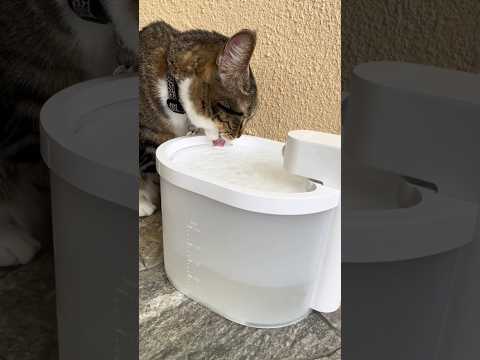 How cool is my new wireless fountain? 🩵 #cats #catsofinstagram #cutecats #catlover #amazonfinds