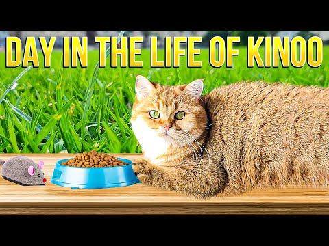 Day in the Life of Kinoo: Black Golden British Shorthair - Part 1