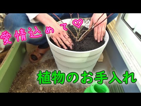 植物にもお手入れが大事！ベランダで育ててる植物の植え替え