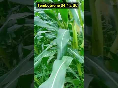 Weed Of Maize #herbicide #maize #insecticides