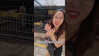 怡保一日游怎么玩!!!Part 1 原来怡保还有这样的地方可以去!!!合适一家大小拍照摸小动物 怡保Pavillion Petting Zoo