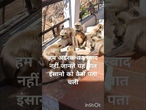 बंदर क्या जाने अदरकका स्वाद 🤔#ytviral#shortsfeed #trendingshorts#viralvideos #subscribe#shortsviral