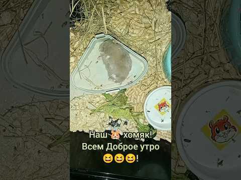 Наш Хомяк 🐹.Жара.Доброе утро всем😆!Пора вставать !