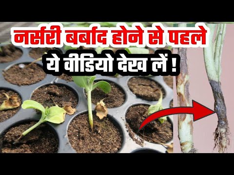 Pro-Tray Nursery Disease And Pest Management Best Method | नर्सरी में बीमारी और कीटों का सफल प्रबंधन