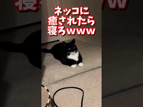 ネッコの動画で癒されたら寝ろｗｗｗ　#2ch #2chまとめ 動物スレ #2ch面白いスレ #動物 #犬 #猫 #癒やし #ねこ動画