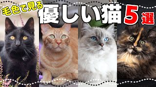 毛色で分かる？初心者でも飼いやすい【優しい性格の猫】5選