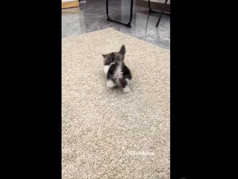 Sweet Chubby Kitten's Adorable Wobbly Walk #animals #cat #catlovers