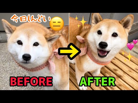 ご飯いらない…仮病疑惑の柴犬を満面の笑みにしたのはこちら！ココグルメ