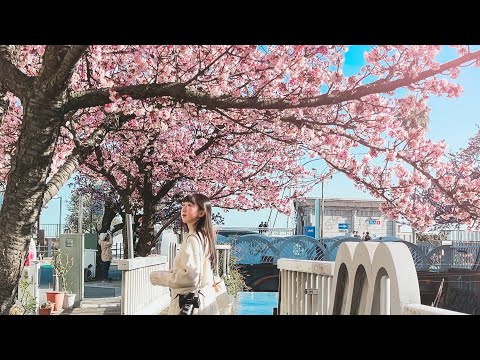 靜岡熱海賞櫻之旅🌸一月就有櫻花可以看😍糸川遊步道熱海櫻、平和通商店街、熱海布丁、熱海奶油紅豆麵包、Saphir ODORIKO觀光列車｜靜岡自由行｜實彩子Misako